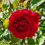 Urlaub Im Blockhaus Diex