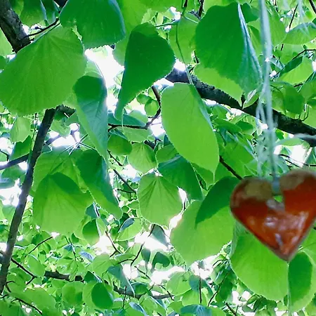 Ferienhaus Urlaub Im Blockhaus *