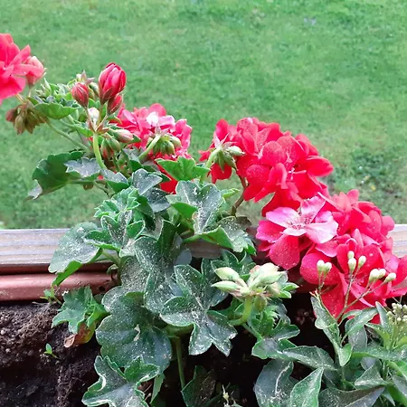 Urlaub Im Blockhaus Ferienhaus Diex