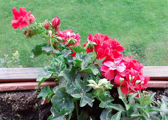 Urlaub Im Blockhaus Ferienhaus Diex